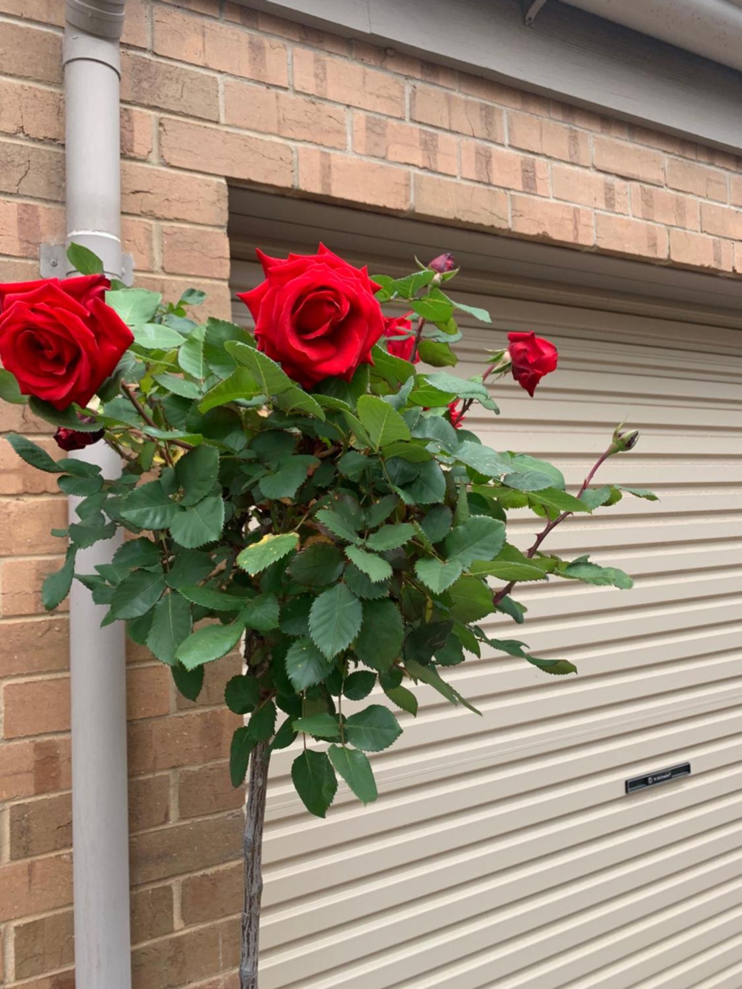 Adelaide Style Accommodation-Close To City-North Adelaide-3 Bdrm- Free Parking מראה חיצוני תמונה