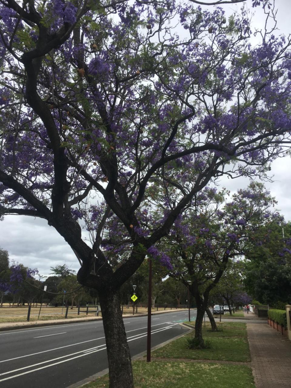 Adelaide Style Accommodation-Close To City-North Adelaide-3 Bdrm- Free Parking מראה חיצוני תמונה