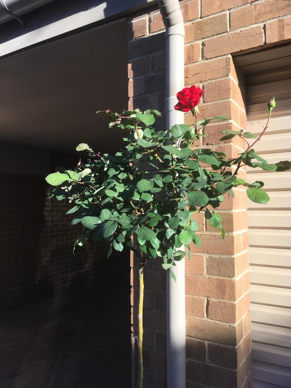 Adelaide Style Accommodation-Close To City-North Adelaide-3 Bdrm- Free Parking מראה חיצוני תמונה